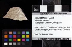 Foto (Objket + Etiketten) von Galatheoidea indet. 